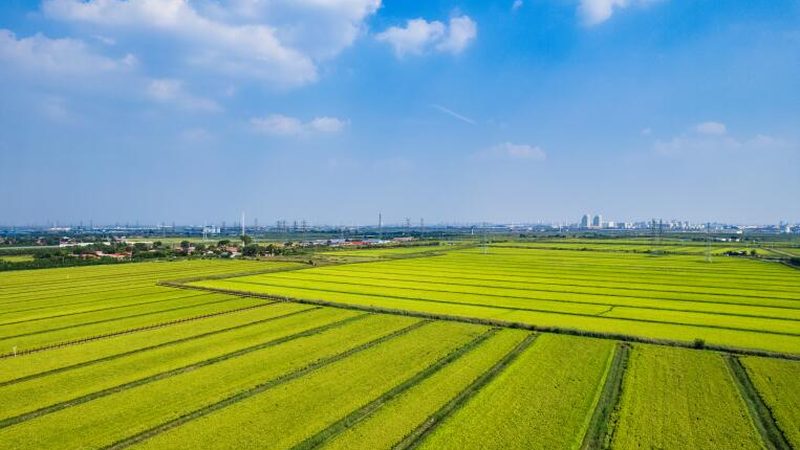 水稻病虫害防治，如何科学选择方案？**