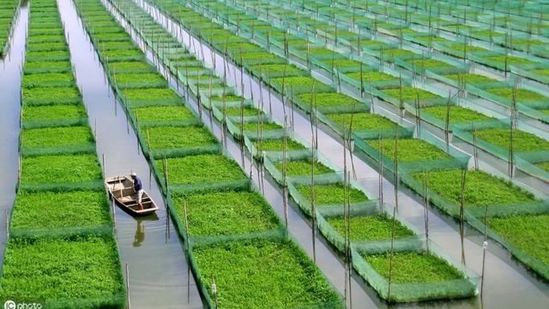休闲农业项目如何科学评估？可行性报告模板全解析**