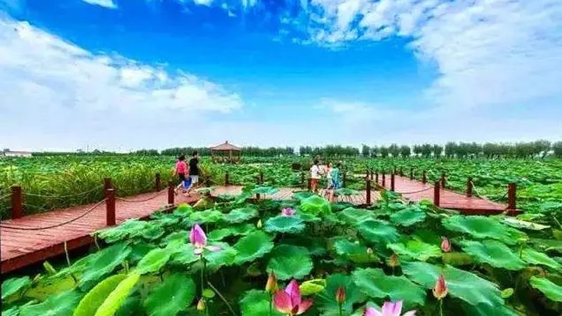 农业种植技术加盟代理：新手如何找到适合自己的道路**