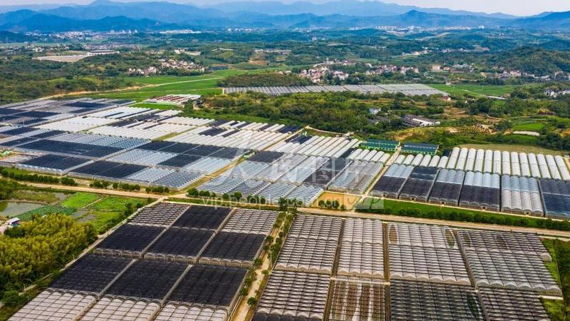 2025年有机蔬菜价格走势：趋势与影响因素分析