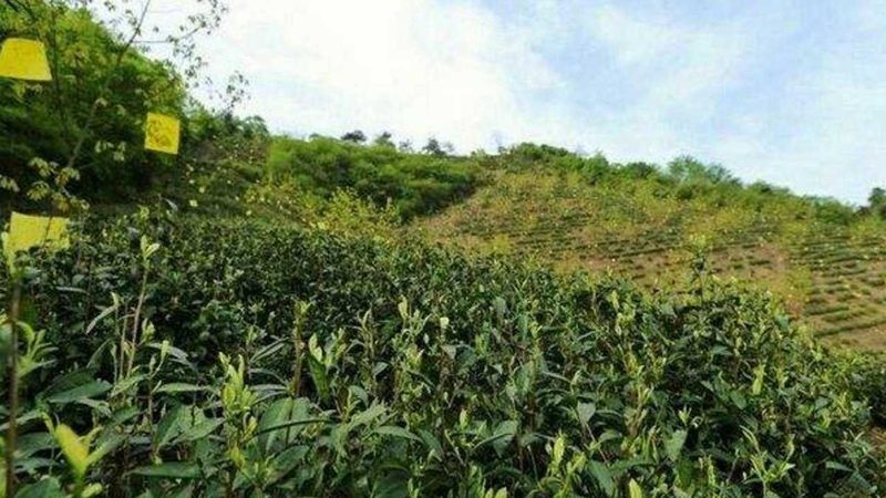 无土栽培水果设备材质规格对比