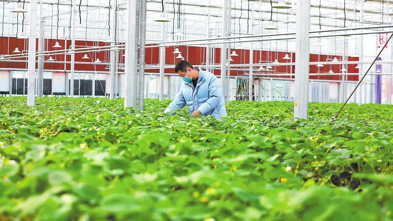 蔬菜配送报价清单：费用明细背后的考量因素**