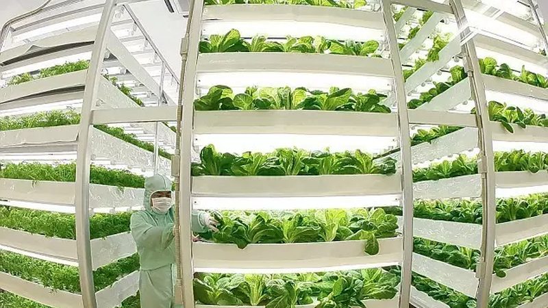 有机蔬菜厂家批发价格