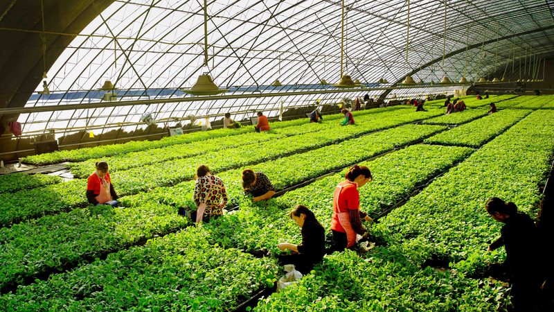 农业项目风险评估：如何科学评估项目风险，规避潜在陷阱