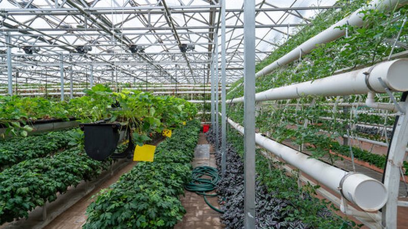 玻璃温室大棚：设计与施工的精细艺术