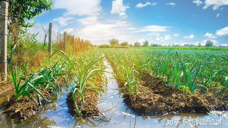 阿克苏苹果种植：气候条件解析与种植要点