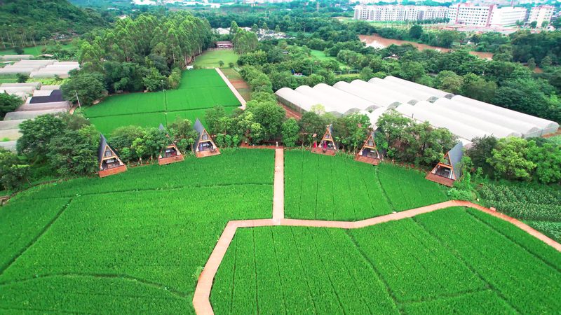 智能温室大棚：农业现代化的关键设施