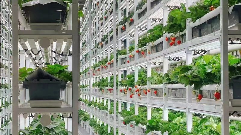碱性土壤改良方法对比